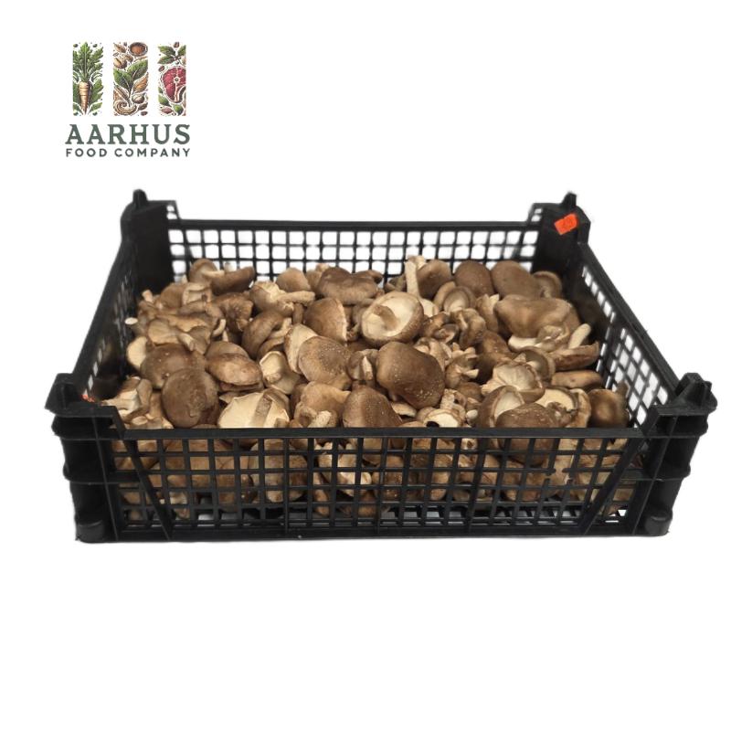 SVAMPE SHITAKE 1.5KG - PL